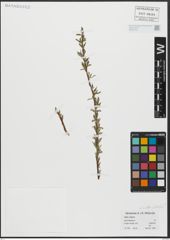 Foto von Salix alba L. x Salix fragilis L.